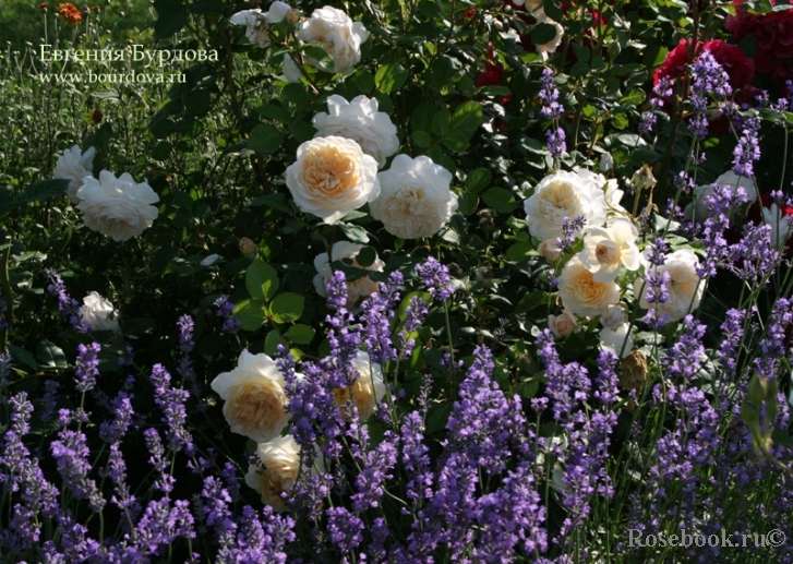 Crocus Rose® 