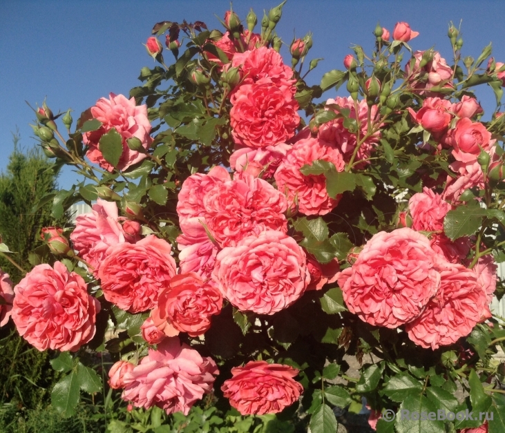 Rosarium Uetersen