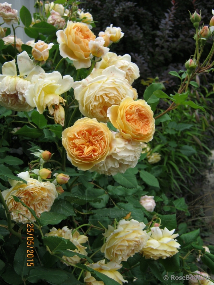 Crown Princess Margareta®