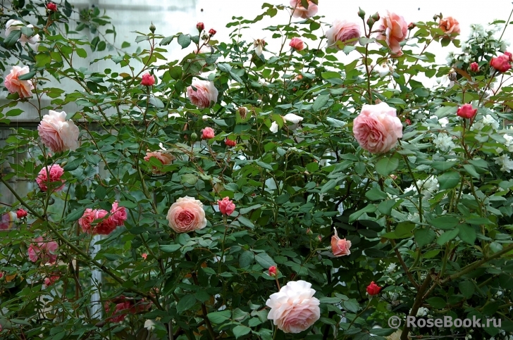 A Shropshire Lad
