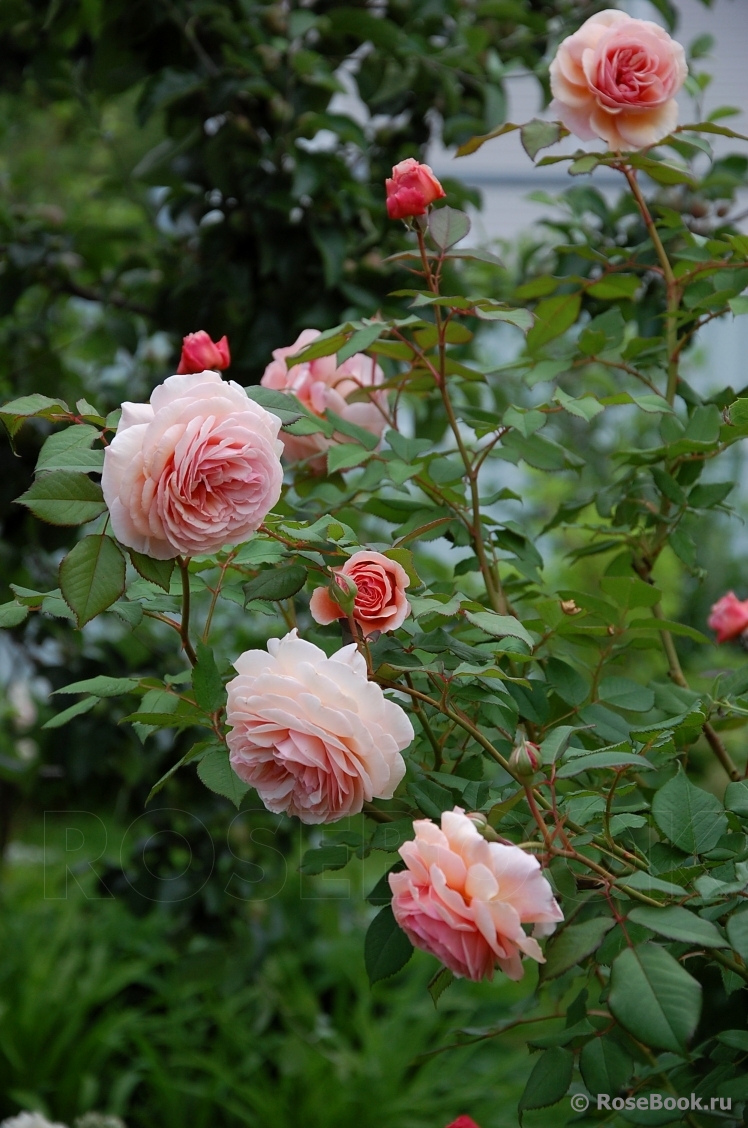 A Shropshire Lad