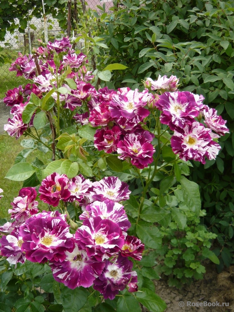Purple Splash