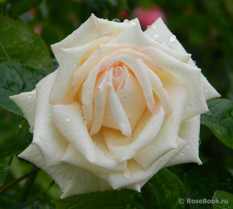 Madame Anisette ®