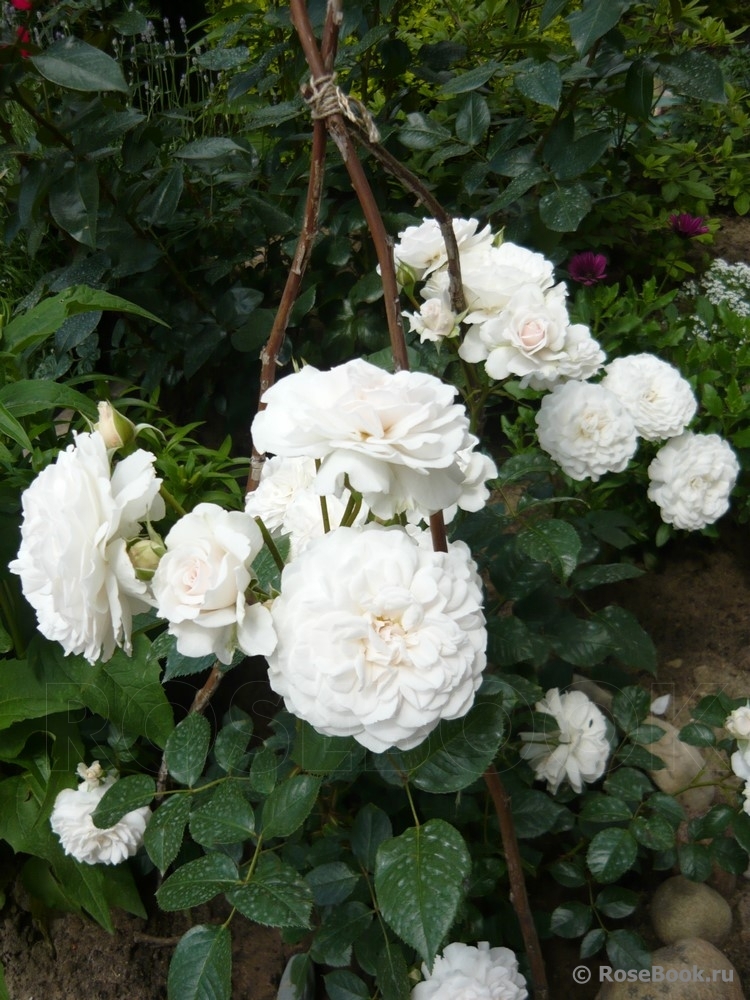 Great North Eastern Rose 
