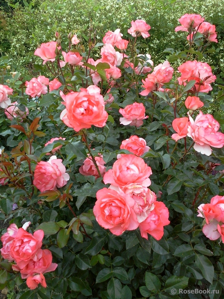 Роз де франс. Жардин де Франс. Жарден де Франс (Jardins de France).