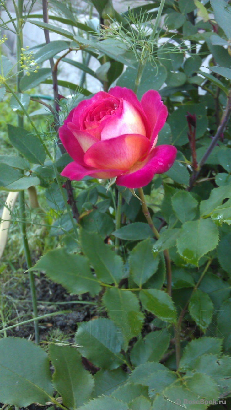 Midsummer