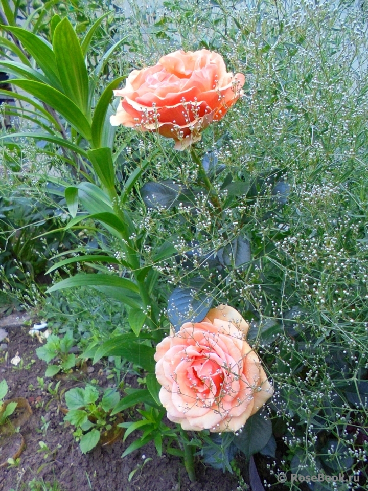 Ashram