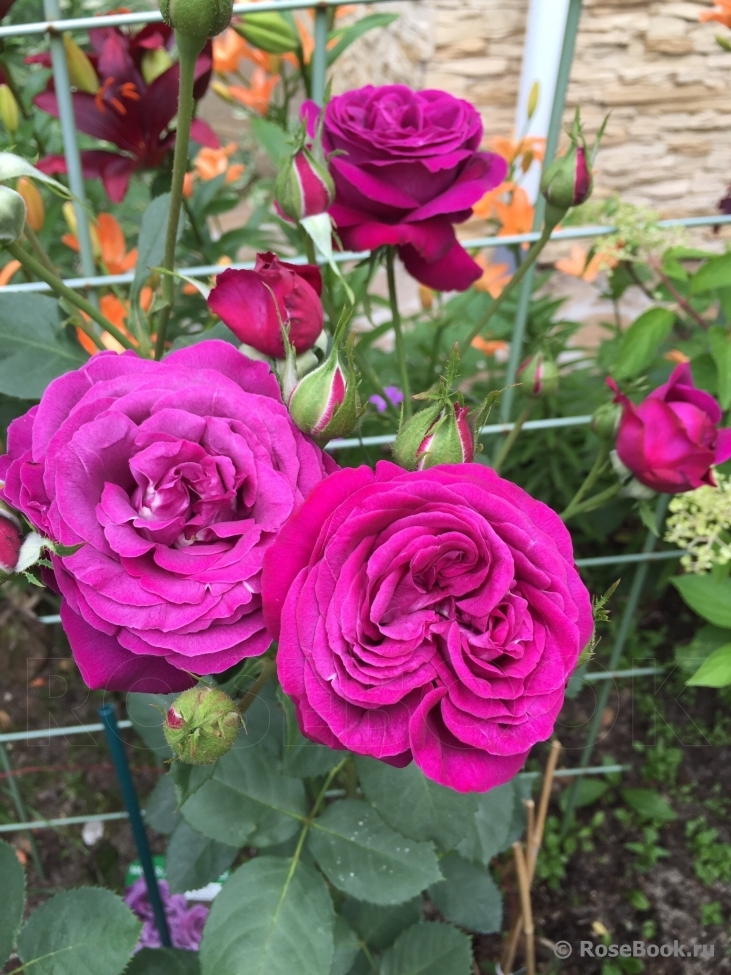 Parfum de Reve