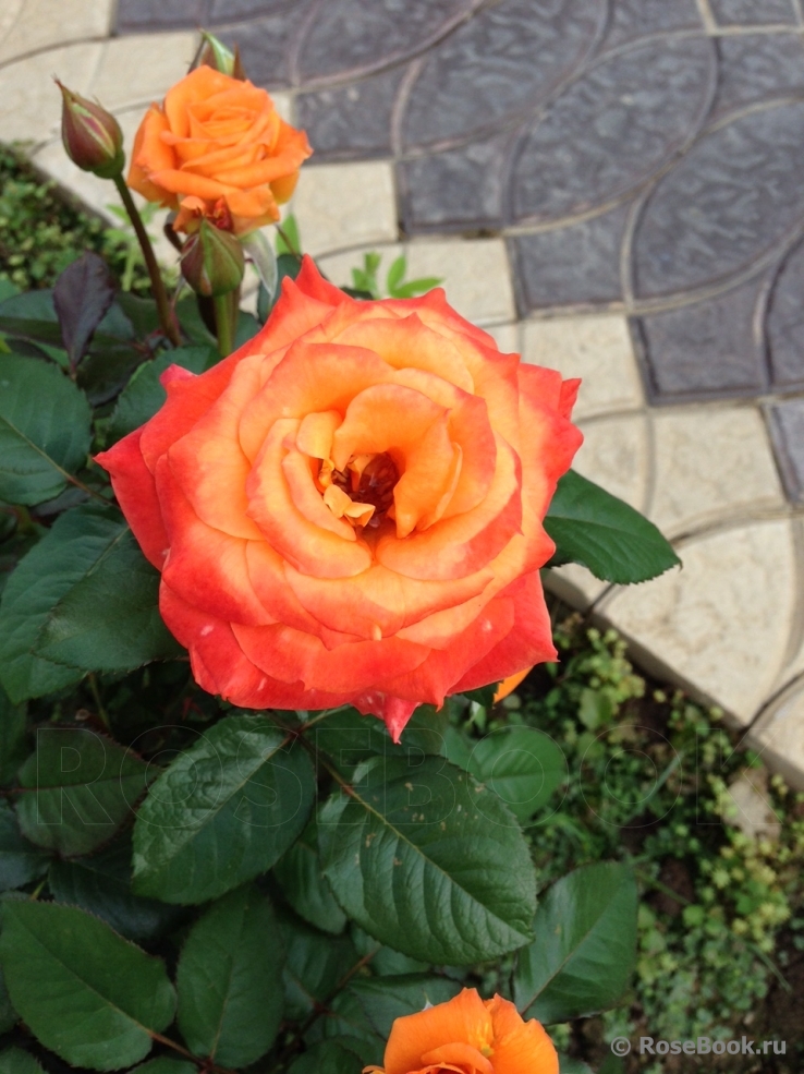 Orange Senta
