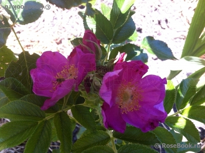 Rosa rugosa rubra