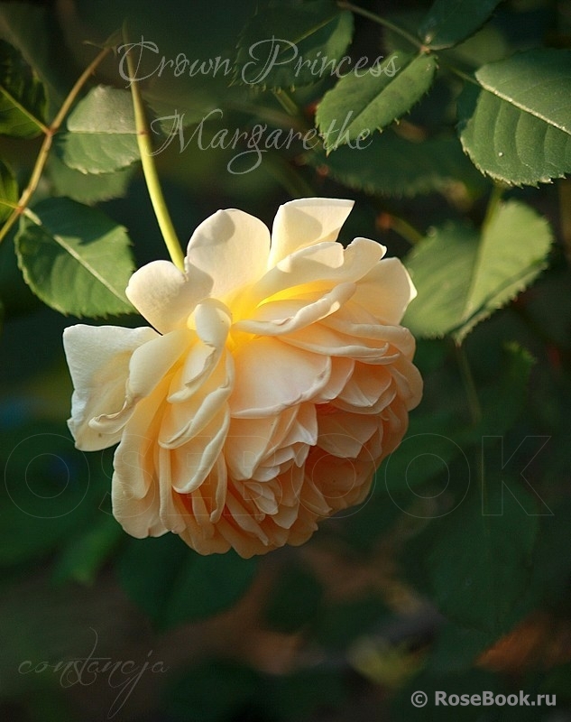 Crown Princess Margareta®