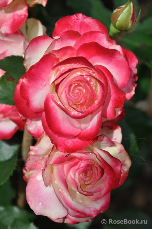 Jubile du Prince de Monaco 