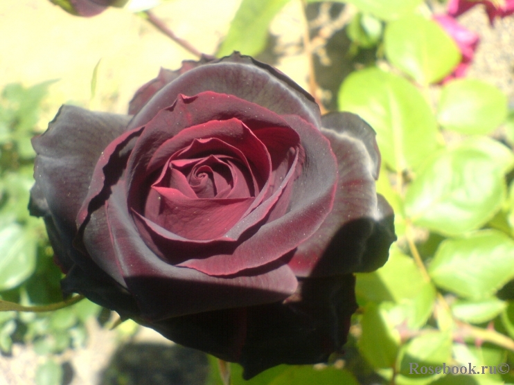 Perle Noire