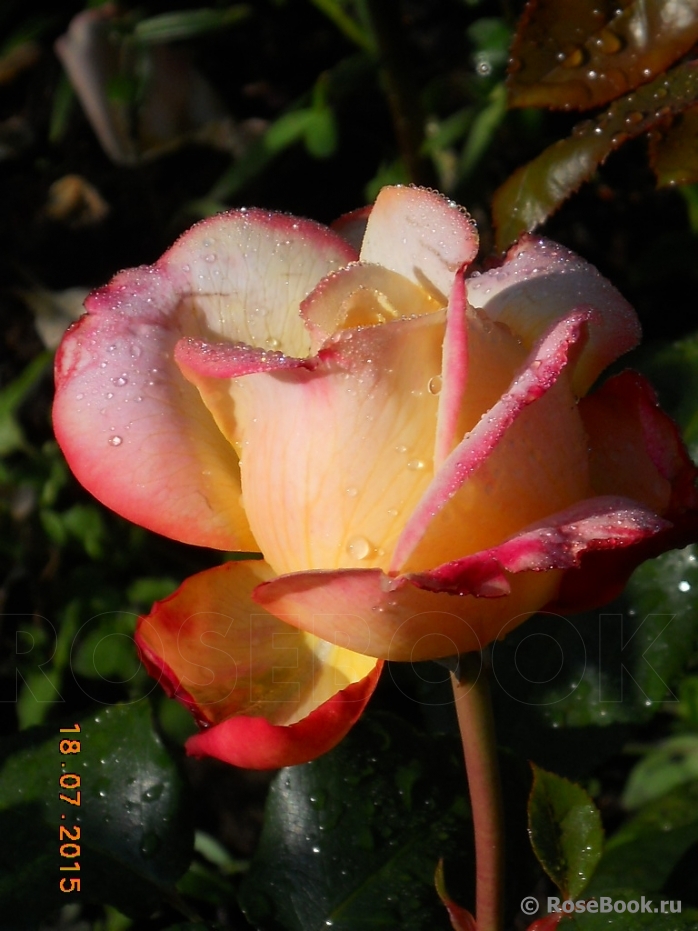 Kordes’ Jubilee