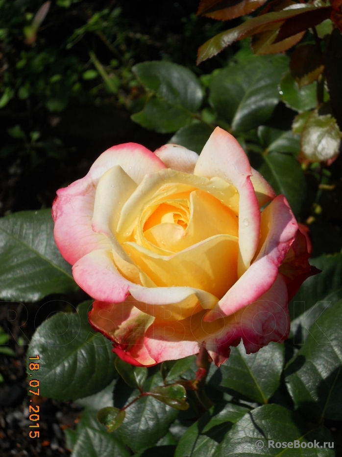 Kordes’ Jubilee