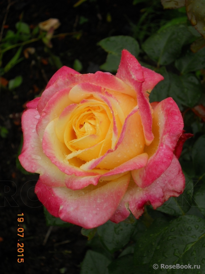 Kordes’ Jubilee