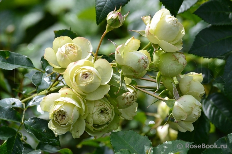 Lovely Green ®