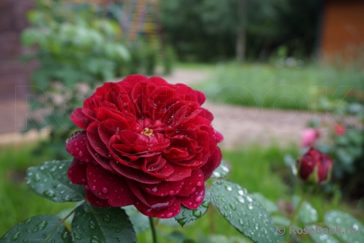 Darcey Bussell 
