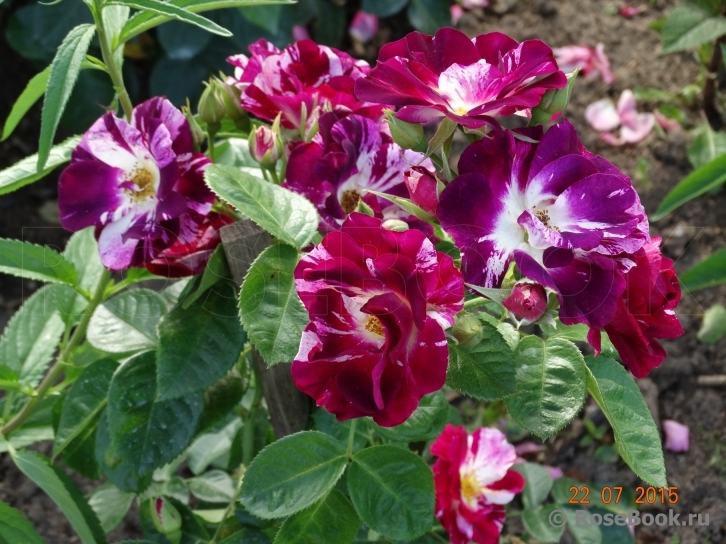 Purple Splash