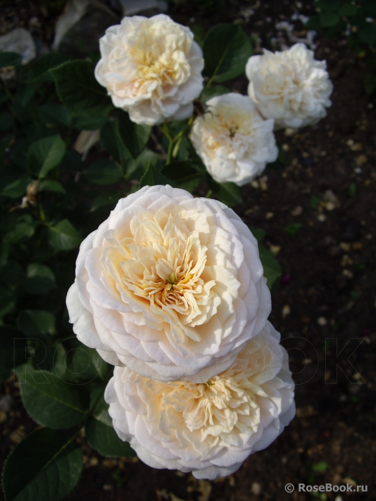 English Garden®