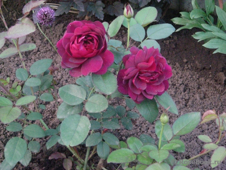 Darcey Bussell 