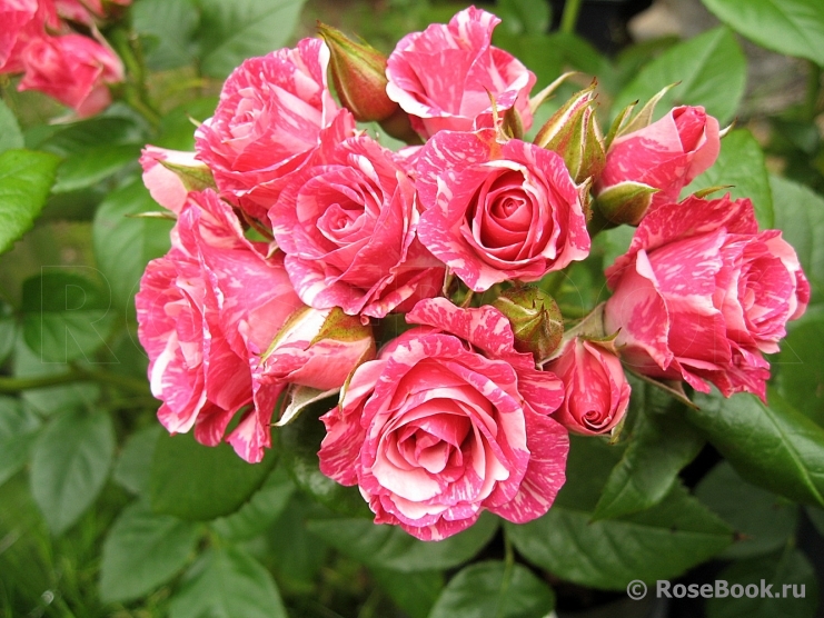 Pink Flash 