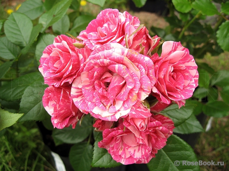 Pink Flash 