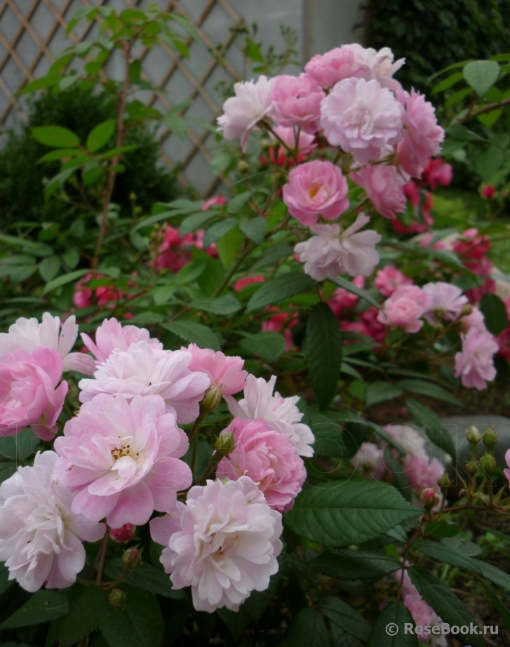 Guirlande Rose