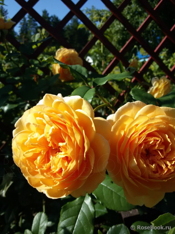 Crown Princess Margareta®