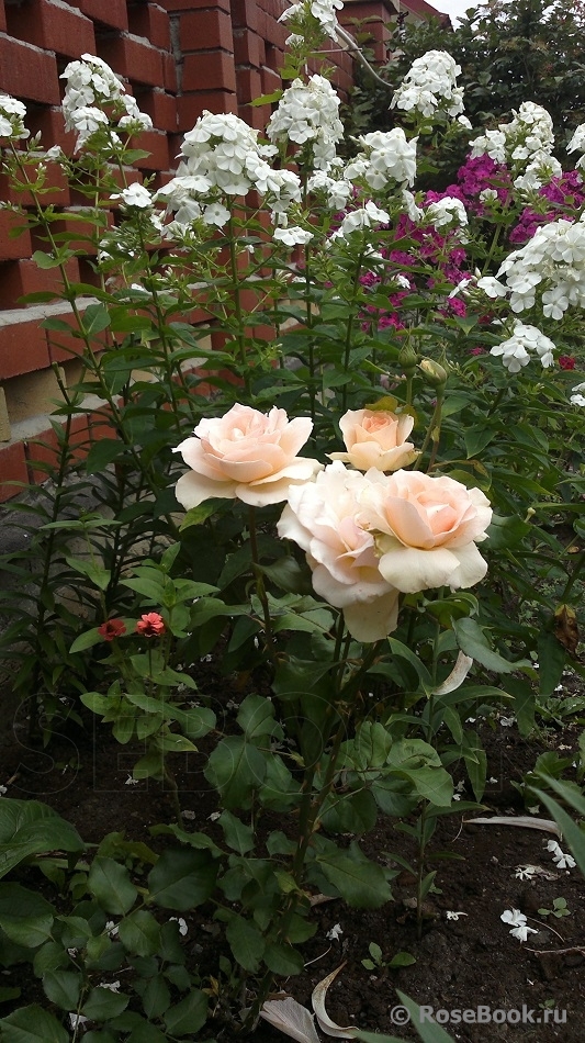 Johann Strauss 