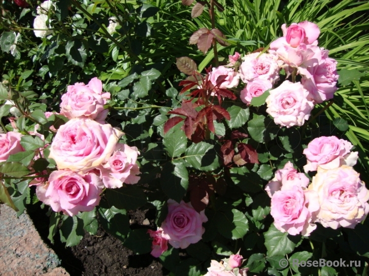 Florajet ®