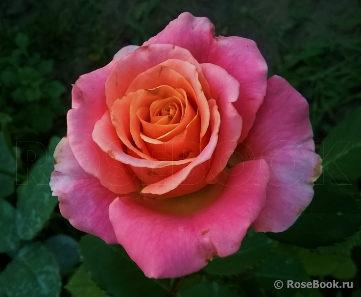 Belle Epoque Sunflor ®
