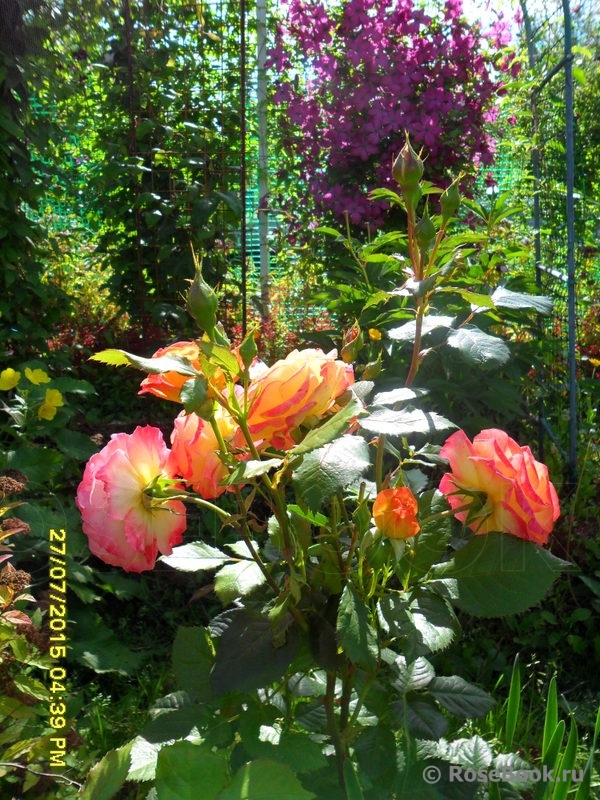Gartenspass ®