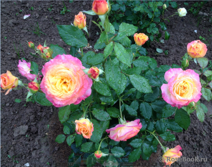 Gartenspass ®