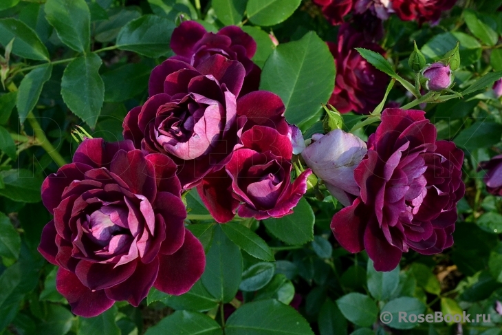Burgundy Ice