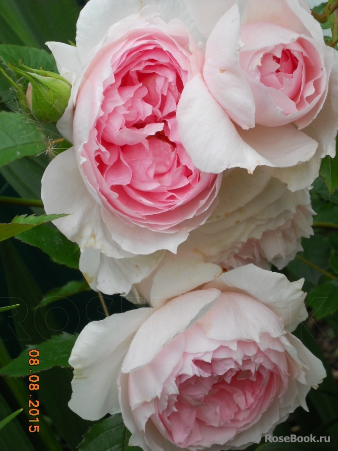 The Wedgwood Rose