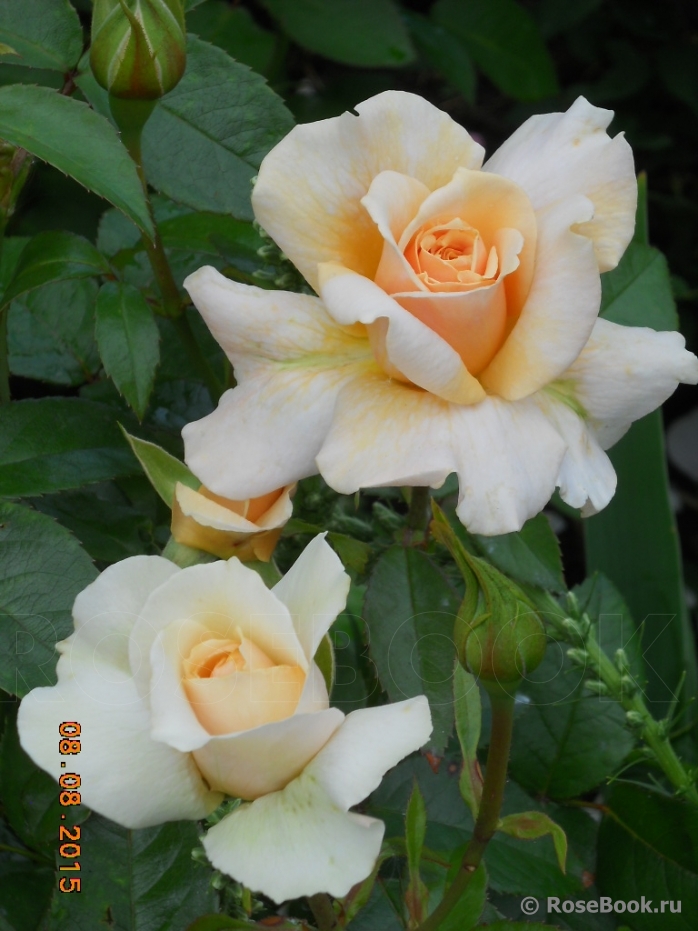 Pride and Prejudice