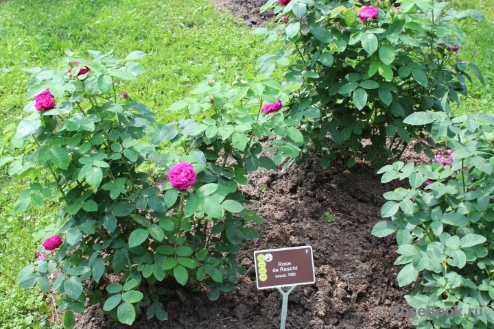 Rose de Rescht