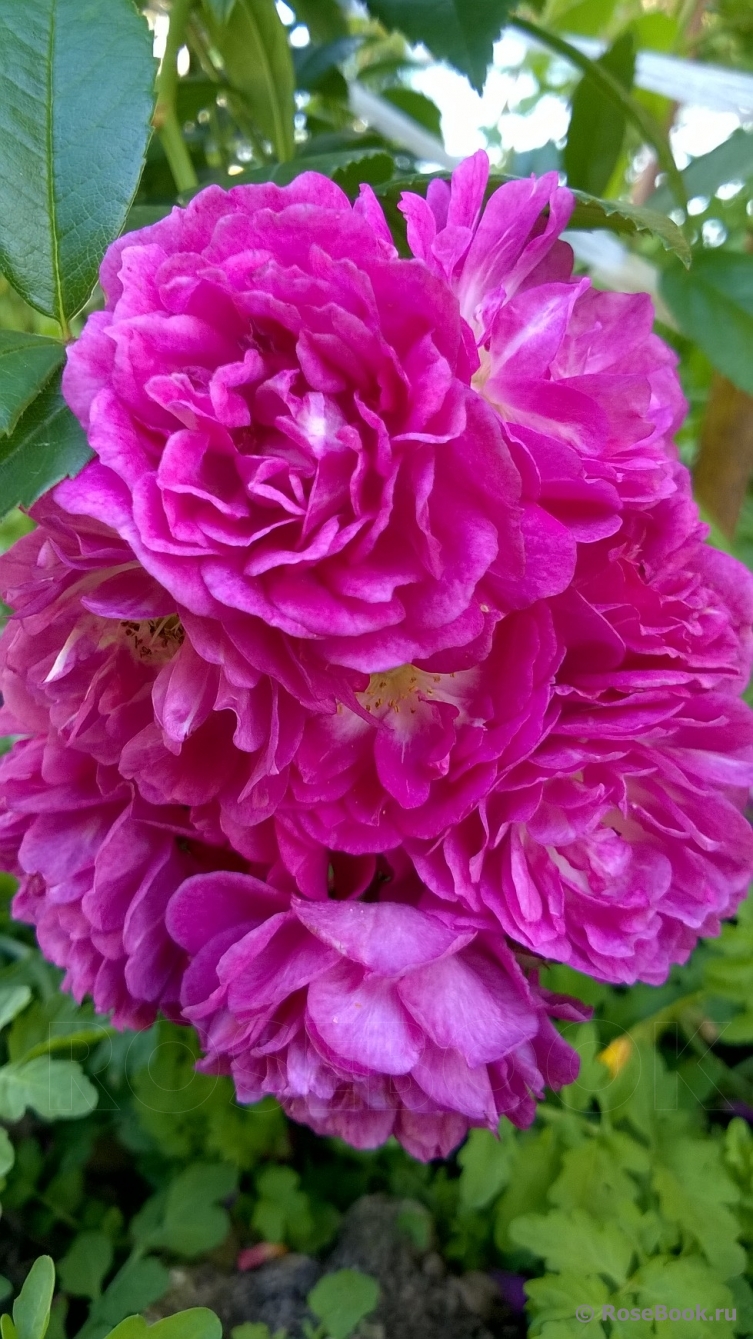 Perennial Blue