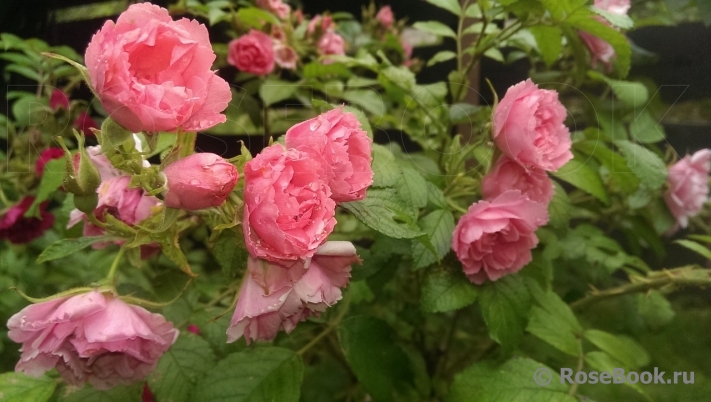 Pink Grootendorst