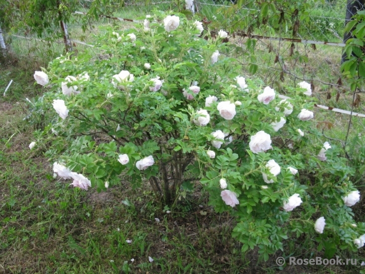Ritausma
