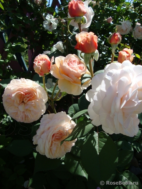 A Shropshire Lad