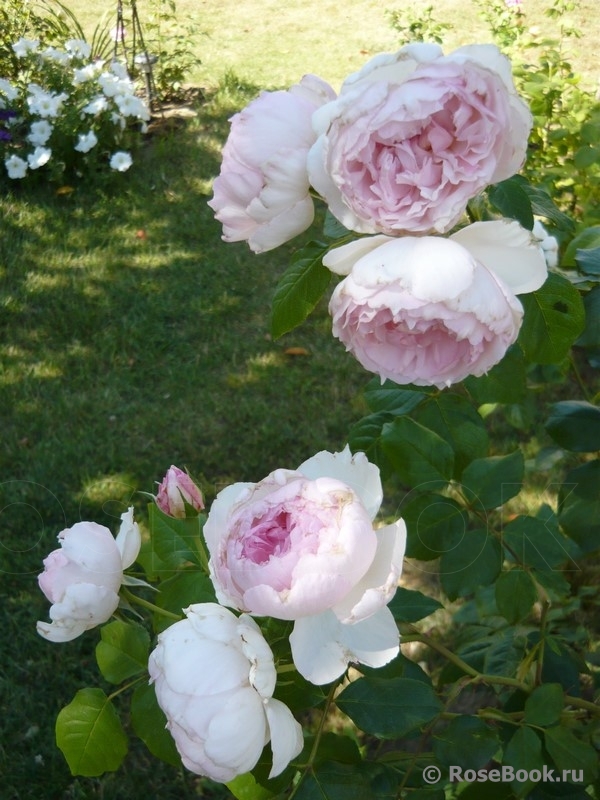 The Wedgwood Rose