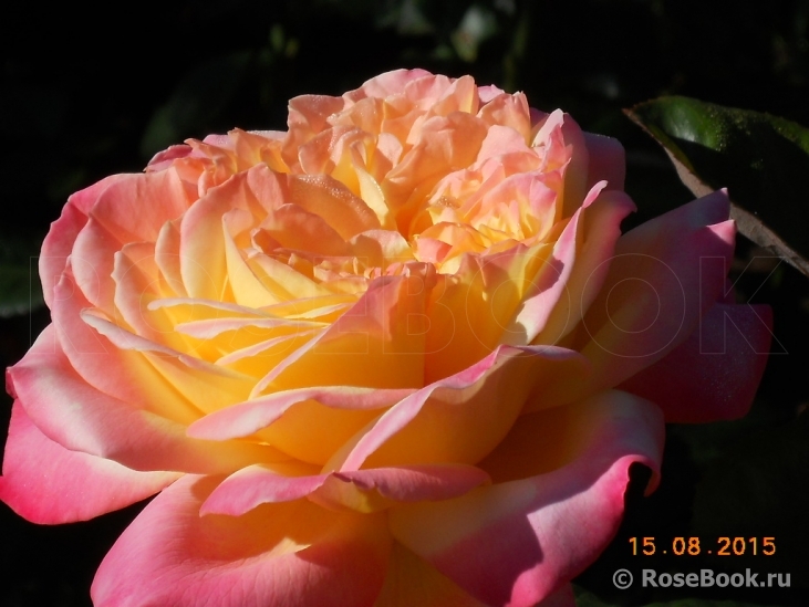 Kordes’ Jubilee