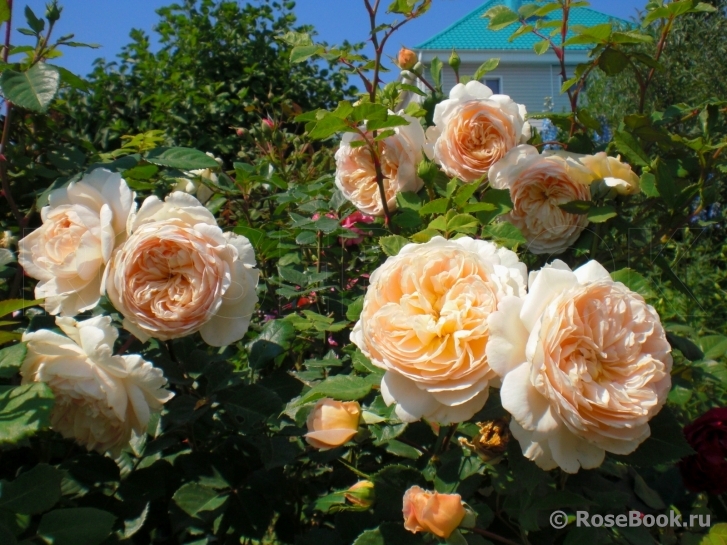 Crown Princess Margareta®