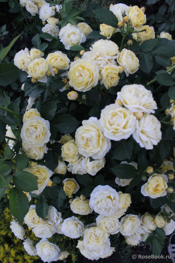 Golden Border