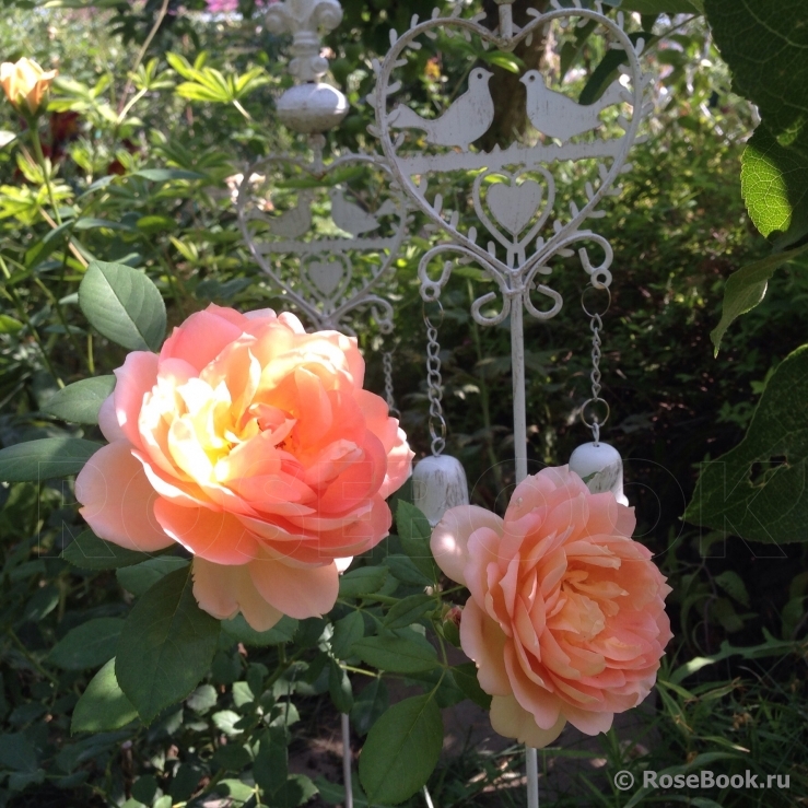 Lady of Shalott 