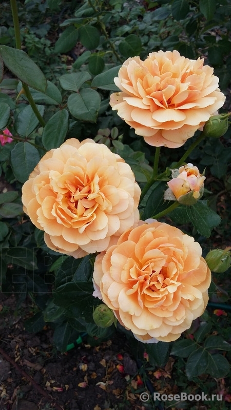Parfum d'Orleans ®