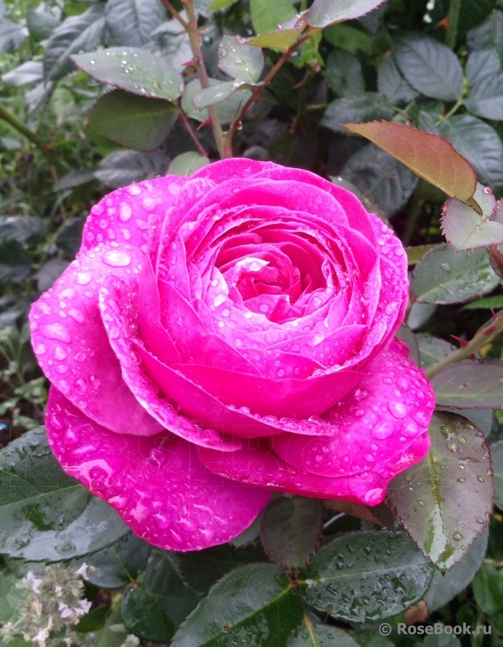 Heidi Klum Rose