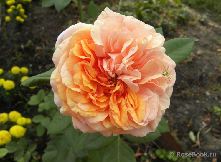 Crown Princess Margareta®